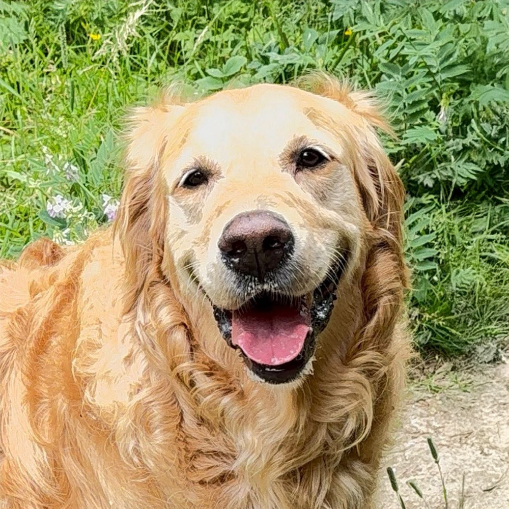 Rocky the Dog