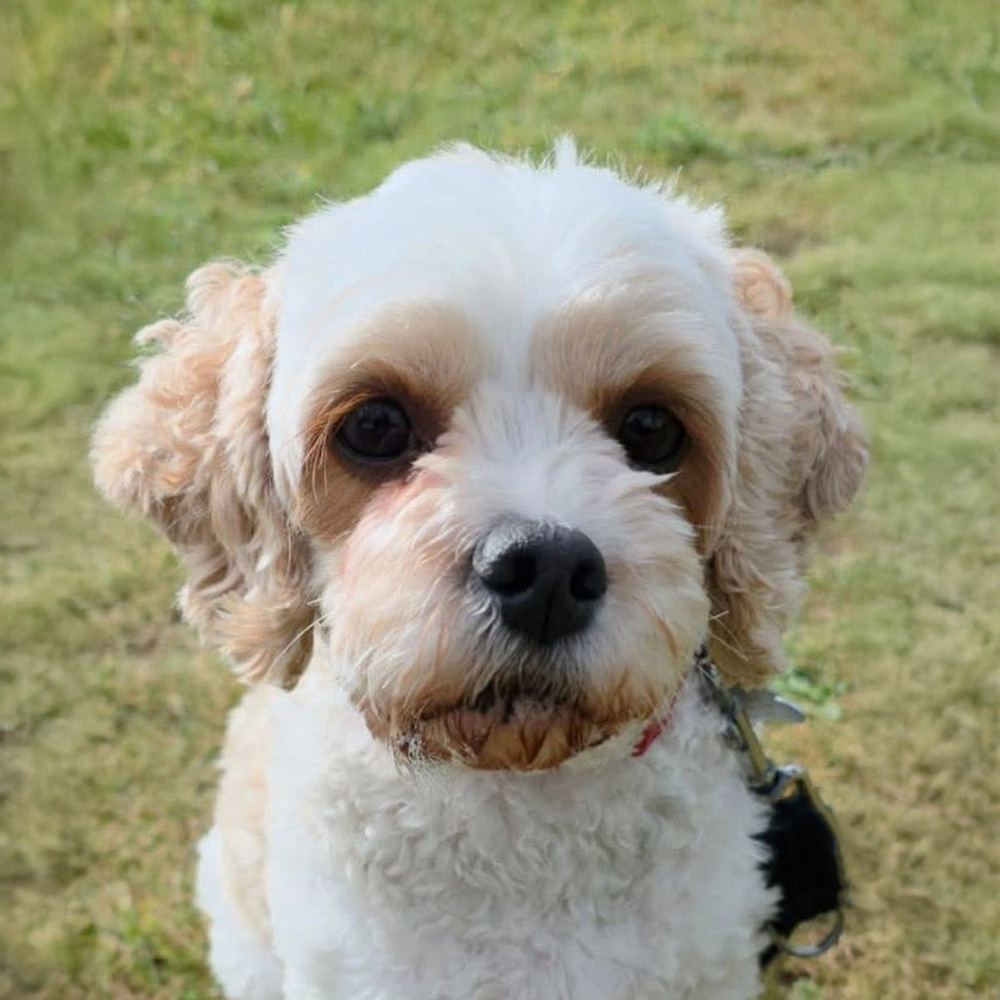Cherry the Dog