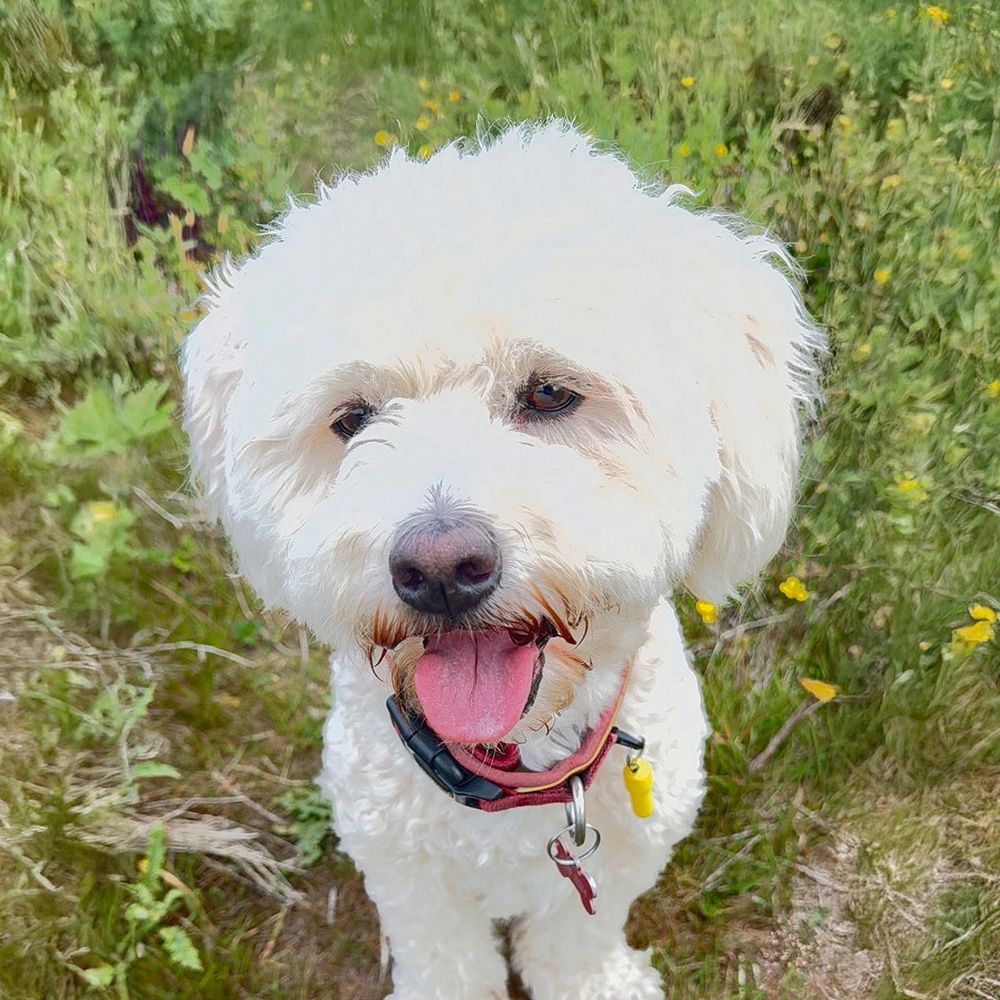 Henry the Dog