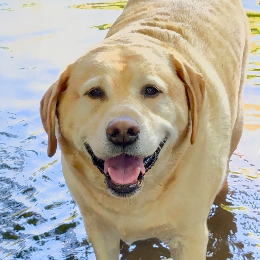 Rossi the Dog