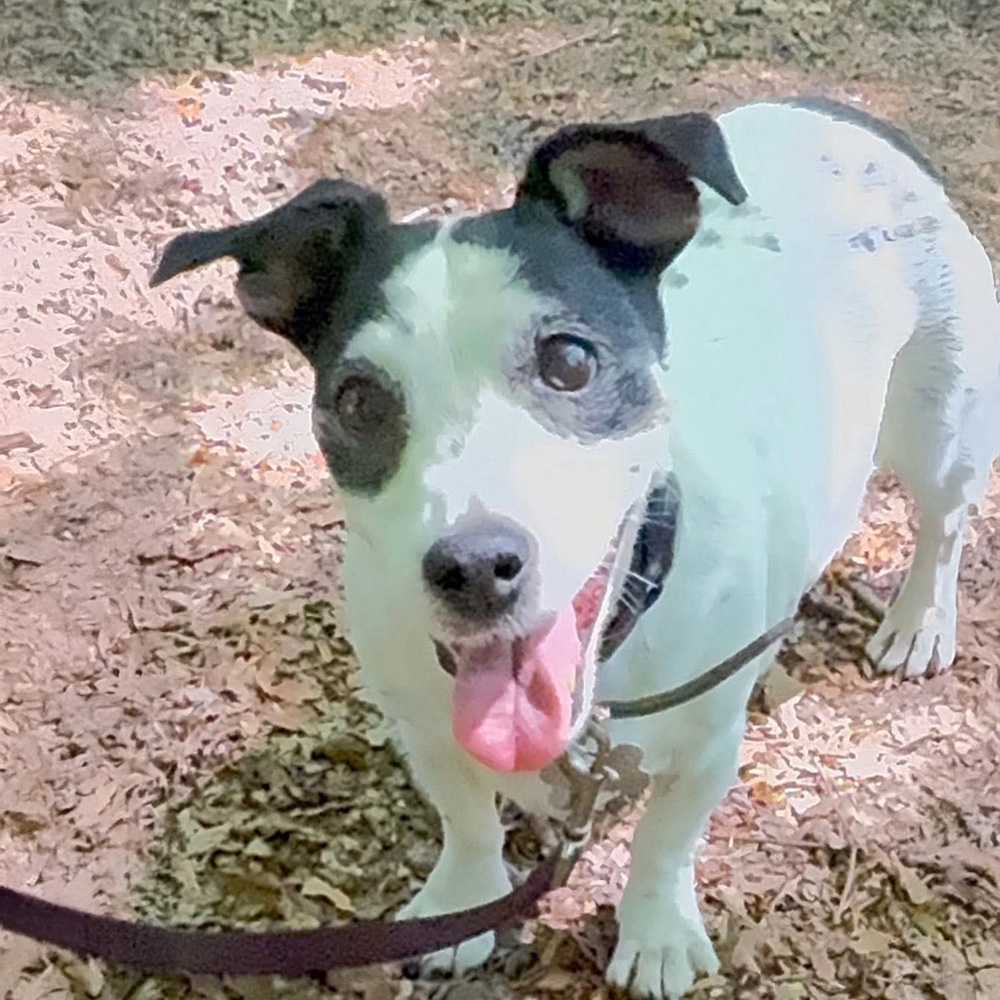 Jessie the Dog