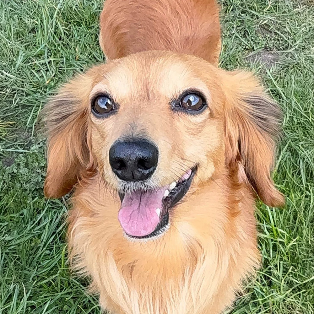 Bodie the Dog