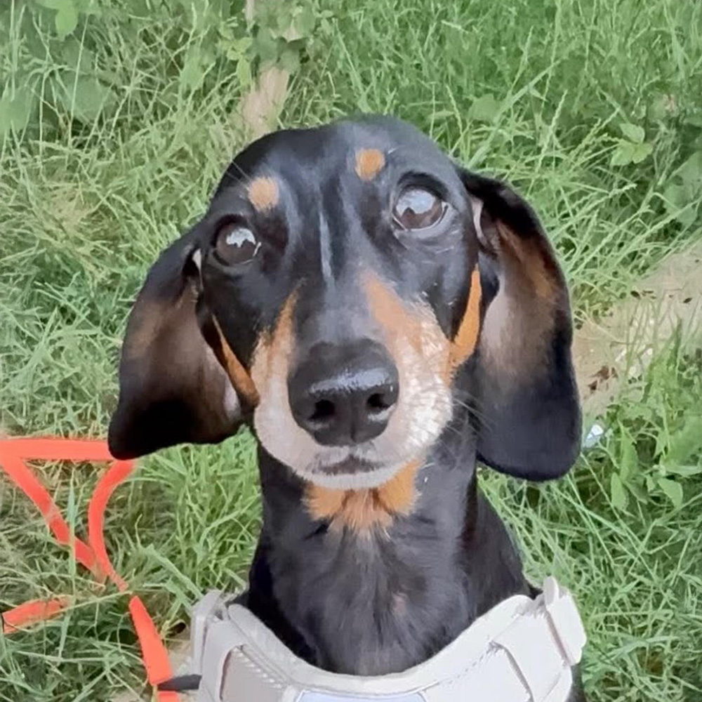 Minnie the Dog