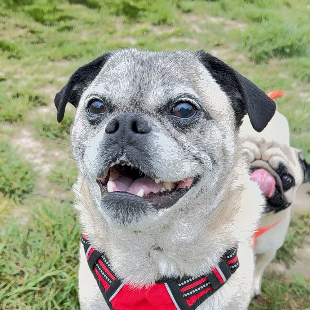 Wilson the Dog