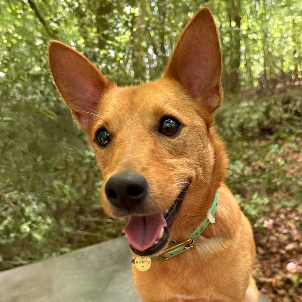 Karma the Dog