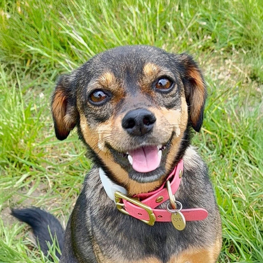 Pippi the Dog