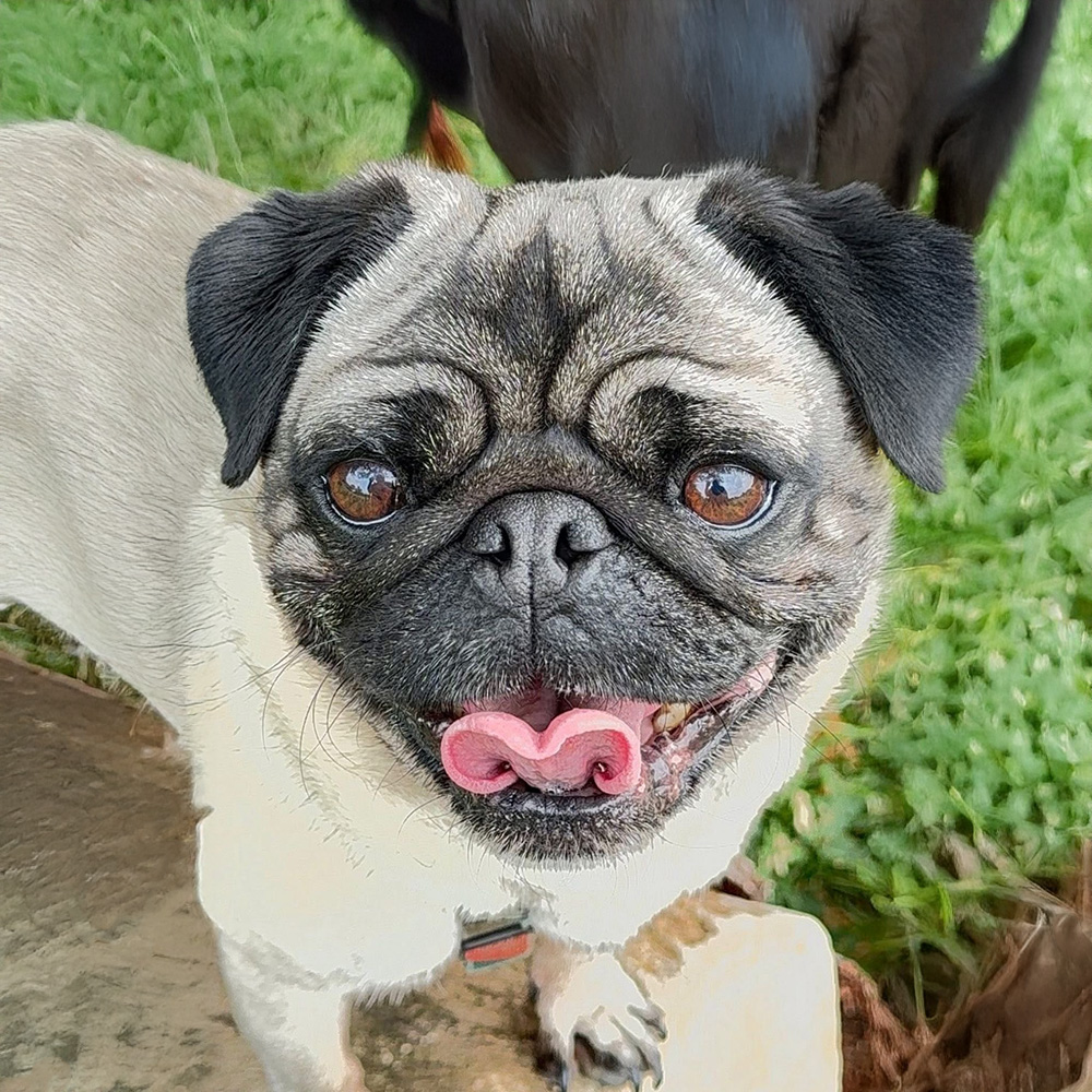 Nugget the Dog