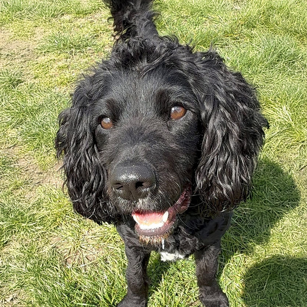 Riley the Dog