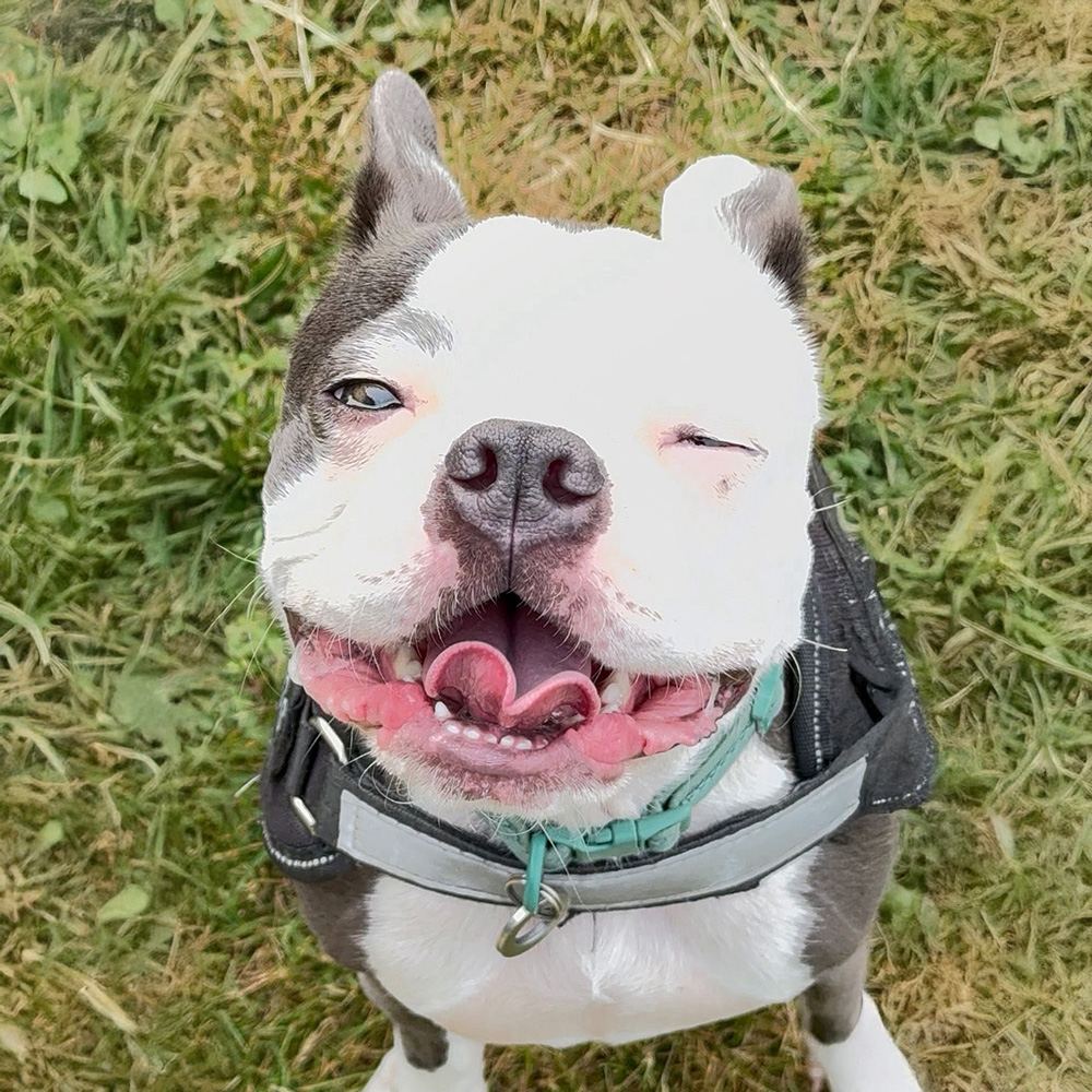 Ben the Dog