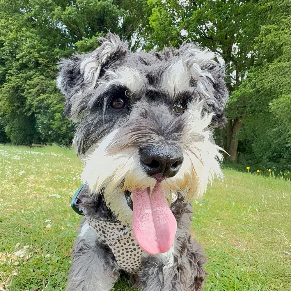 Larry the Dog